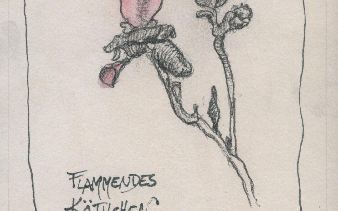 Flammendes Käthchen